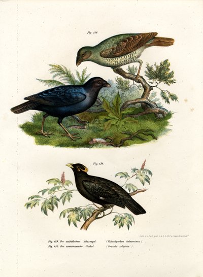 Satin Bower Bird by German School